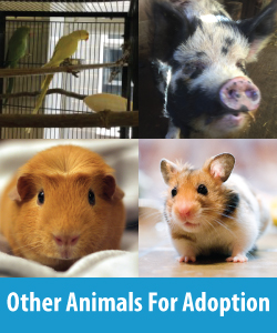 Other Animals For Adoption Button 2a