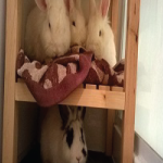 Rabbit Adoption Newcastle news Thumbnail