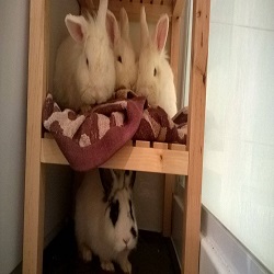 Rabbit Adoption Newcastle news Image