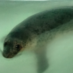 Rescue Seal Pups Released to Wild Thumbnail
