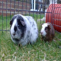 Lonely guinea pig has his happy ever after 1