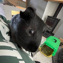 Harvey & Splitzy
