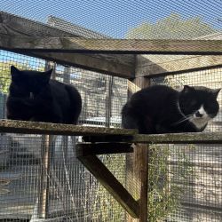 Raven and Hank