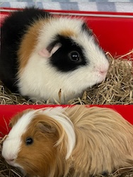 Boyle & Paddy
