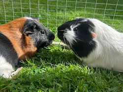 Buddy & Remy