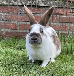 Cooper (Reserved)