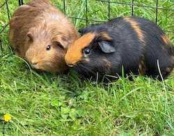 Caramel & Brownie