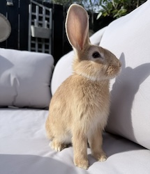 Cherry (Reserved)