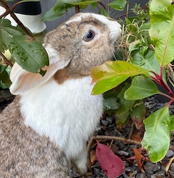 Sage (Reserved)