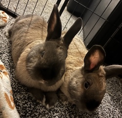 Nutmeg & Truffle