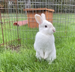 Indie