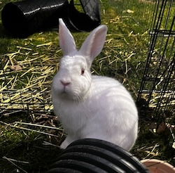 Finn